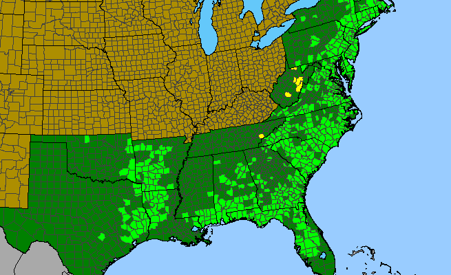 The range of Rhododendron viscosum var. serrulatum